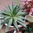 Live Plant - Lace Aloe Flower live tree - Home Garden Plant EBER