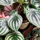 Live Plant - Peperomia Watermelon Flower live tree - Home Garden Plant EBER