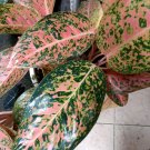 Live Plant - aglaonema pink Valentine Flower live tree - Home Garden Plant EBER