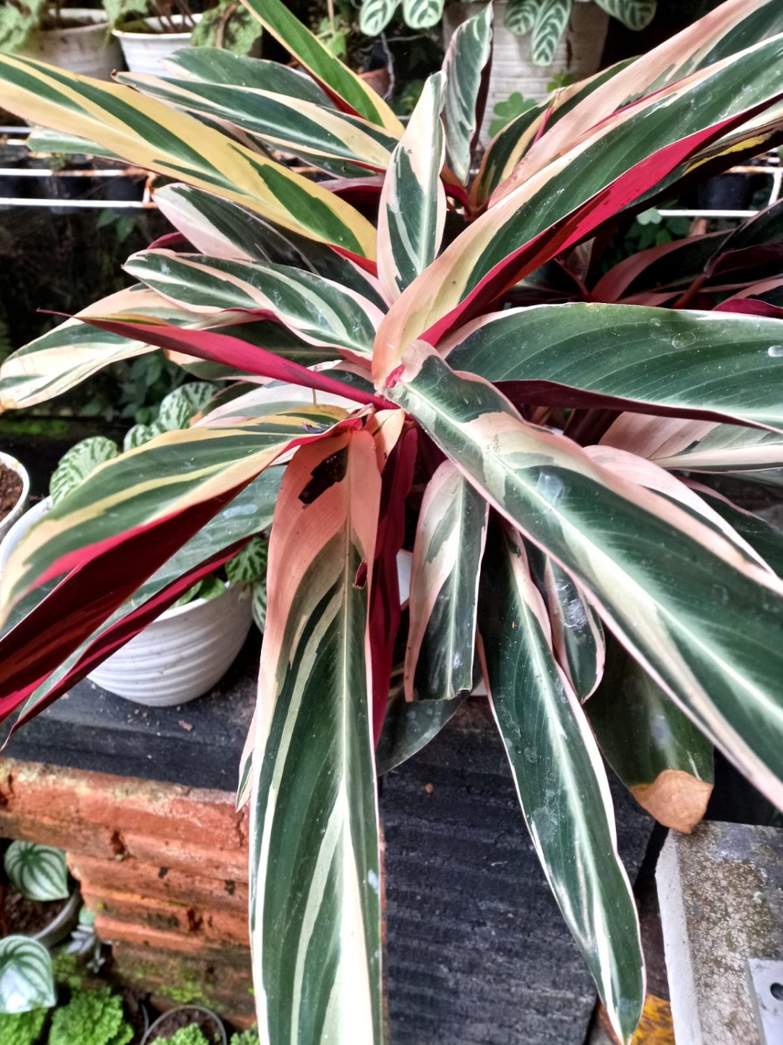 Live Plant - Stromanthe Triostar Flower live tree - Home Garden Plant EBER
