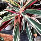 Live Plant - Stromanthe Triostar Flower live tree - Home Garden Plant EBER