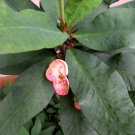 Live Plant - Euphorbia Mili Flower live tree - Home Garden Plant EBER