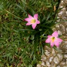 Bulb Plant - Rain Lily Flower live tree - Home Garden Plant EBER