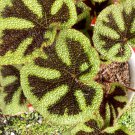 Live Plant - Begonia Masoniana iron cross Flower live tree - Home Garden Plant EBER
