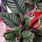 Live Plant - Calathea Ornata Flower live tree - Home Garden Plant EBER