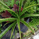 Live Plant - Sansevieria Trifaciata Variegated Flower tree - Home Garden Plant EBER