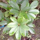 Live Plant - Schefflera Arboricola"Dwarf Umbrella Tree" Flower tree - Home Garden Plant EBER