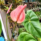 Live Plant - Anthurium Red Flower tree - Home Garden Plant EBER