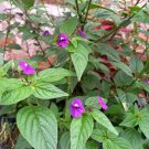 100 Seeds Plant - Browallia americana Flower tree - Home Garden Plant EBER