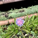 Live Plant - Bromeliad Aechmea Gamosepala Flower tree - Home Garden Plant EBER