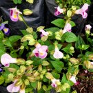 50 Seeds Plant - Torenia Fournieri Mix Flower tree - Home Garden Plant EBER