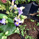 50 Seeds Plant - Torenia Fournieri Deep Blue Flower tree - Home Garden Plant EBER