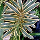 Live Plant - Dracaena, Song of India Flower tree - Home Garden Plant EBER