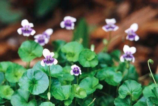 4 LIVE PLANT - Viola hederacea ground cover - Garden Flower