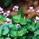 4 LIVE PLANT - Viola hederacea ground cover - Garden Flower