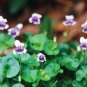 4 LIVE PLANT - Viola hederacea ground cover - Garden Flower