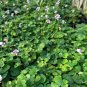 4 LIVE PLANT - Viola hederacea ground cover - Garden Flower