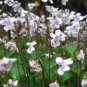4 LIVE PLANT - Viola hederacea ground cover - Garden Flower