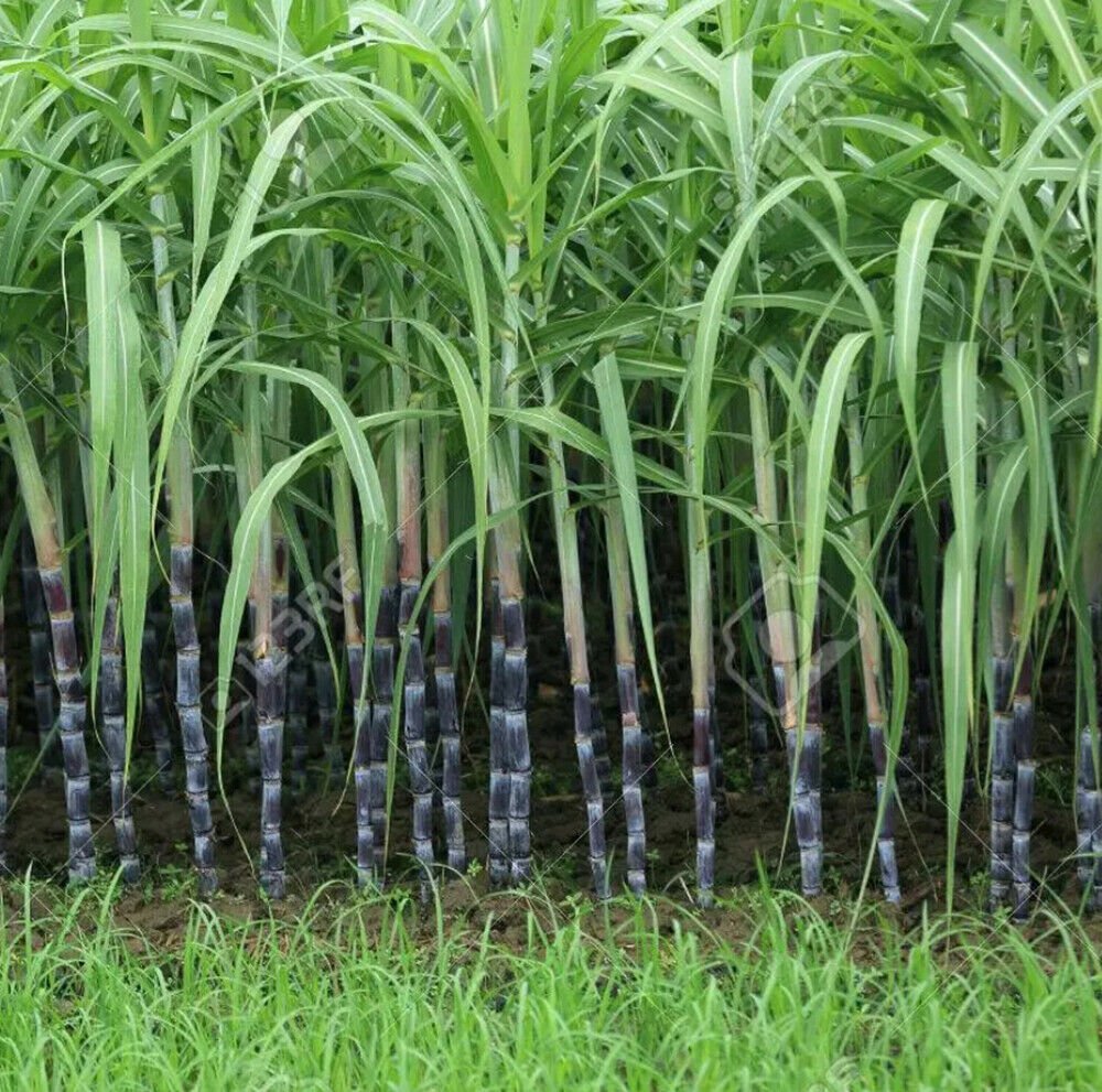 1pcs  Black Purple Sugar Cane Cutting Tree, sweet juicy