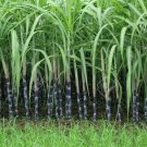 1pcs  Black Purple Sugar Cane Cutting Tree, sweet juicy