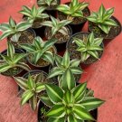 Live Plant - Agave lophantha 'Quadricolor' cacti Flower - Home Garden Plant EBER