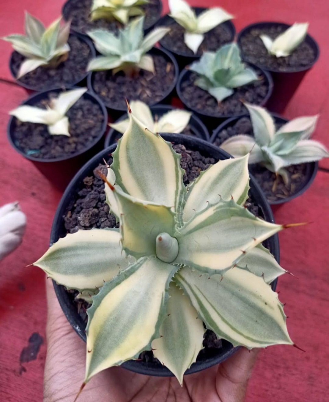 Live Plant - Agave potatorum 'Snowfall' cacti Flower - Home Garden Plant EBER