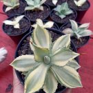 Live Plant - Agave potatorum 'Snowfall' cacti Flower - Home Garden Plant EBER