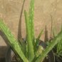 Live Plant - Aloe Vera Plant Plant Flower - Home Garden Plant EBER
