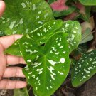 Caladium White spot Bulbs Flower Rare Plant Flower - Home Garden Plant EBER