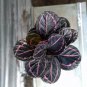 Calathea Dottie Roseopicta Flower Rare Plant Flower - Home Garden Plant EBER