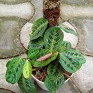 Red Maranta Leuconeura Erythroneura Flower Rare Plant Flower - Home Garden Plant EBER