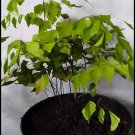 Maidenhair silver dollar Fern Flower Rare Plant Flower - Home Garden Plant EBER