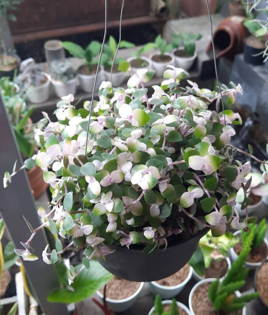 Callisia Repens Kribo Flower Rare Plant Flower - Home Garden Plant EBER