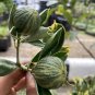 Variegated Calamondin Citrus Plant Fruit Rare Plant Flower - Home Garden Plant EBER