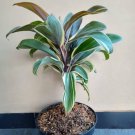 Cordyline Chocolate queen Plant Flower Rare Plant Flower - Home Garden Plant EBER