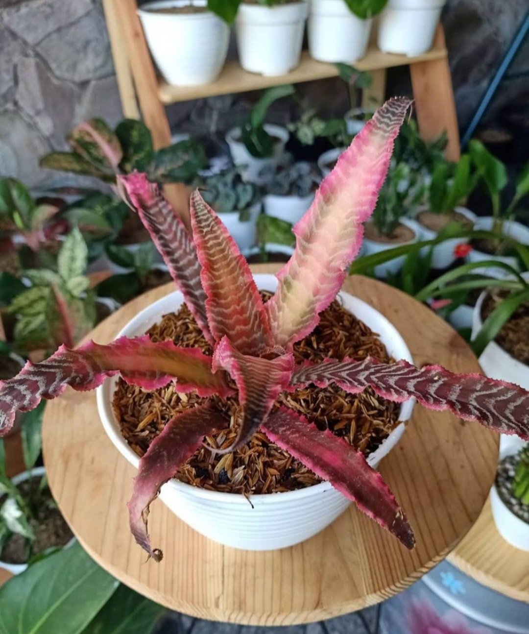 Cryptanthus Elaine Earth Star Bromeliads Plant Flower Rare Plant Flower ...