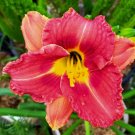 Carlotta Daylily large flower Plant Flower Rare Plant Flower - Home Garden Plant EBER