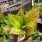 Croton Petra Tree Home Plant Flower Rare Plant Flower - Home Garden Plant EBER