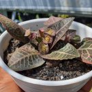 Euphorbia francoisii Plant Flower Rare Plant Flower - Home Garden Plant EBER