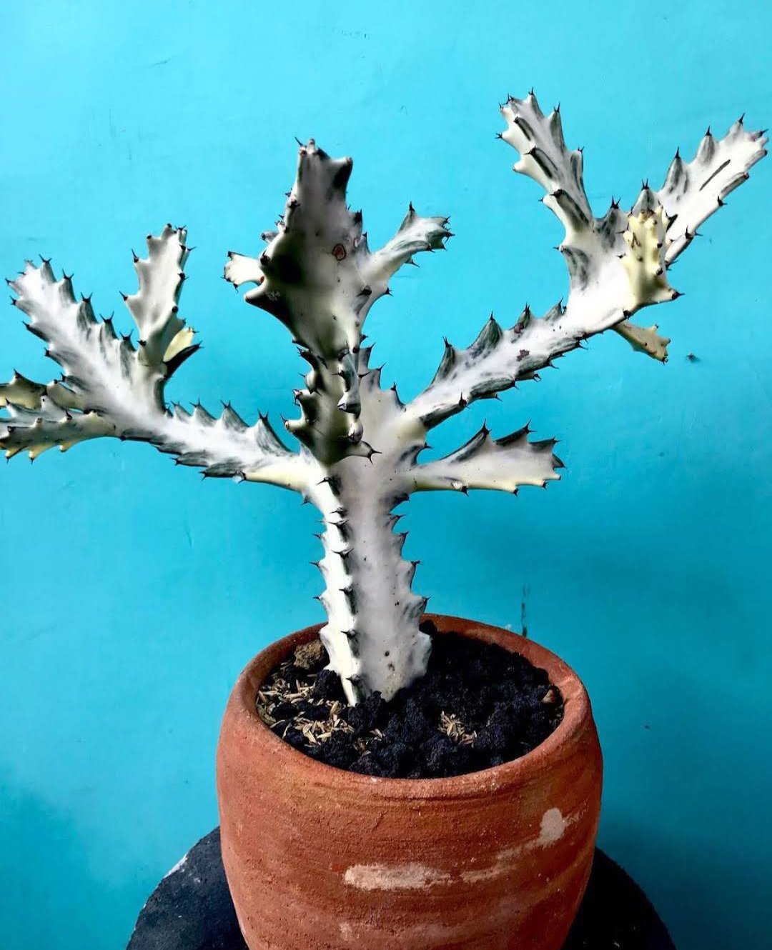 Euphorbia Lactea White Ghost Plant Flower Rare Plant Flower - Home Garden Plant EBER