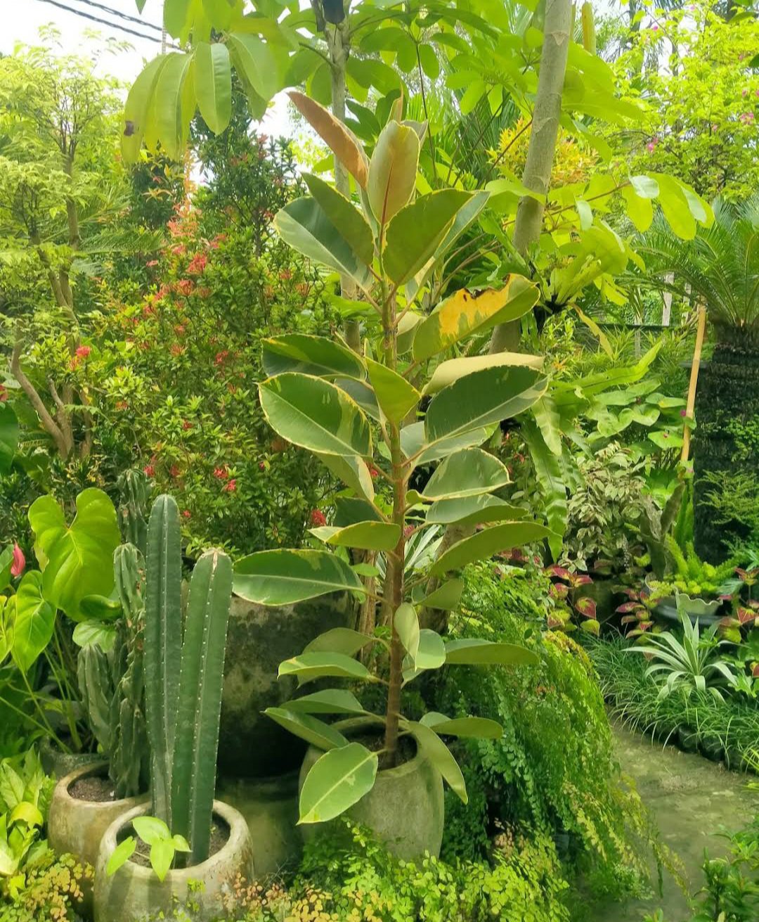 Ficus Elastica Tineke Plant Flower Rare Plant Flower - Home Garden Plant EBER