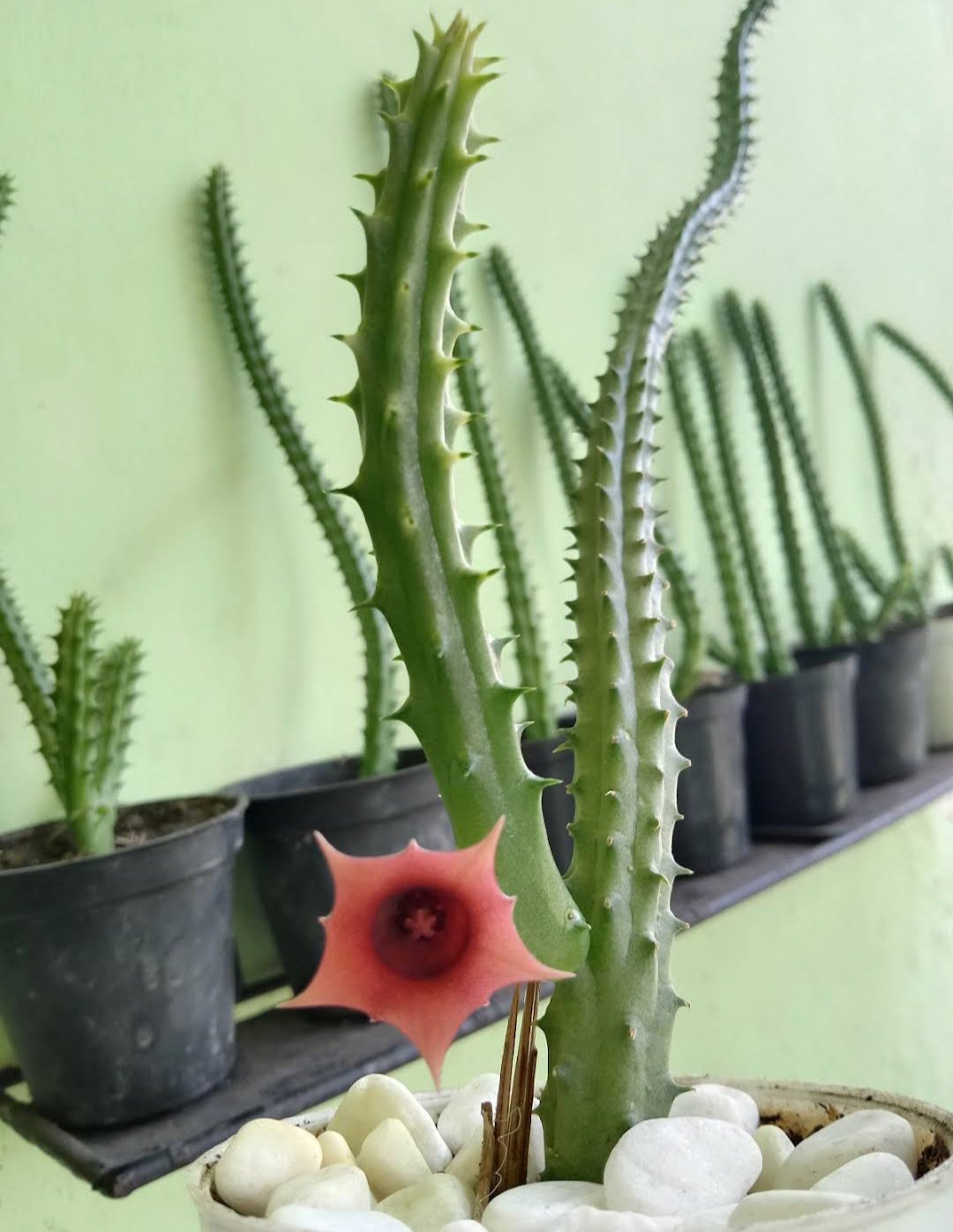 Huernia macrocarpa Plant Flower Rare Plant Flower - Home Garden Plant EBER