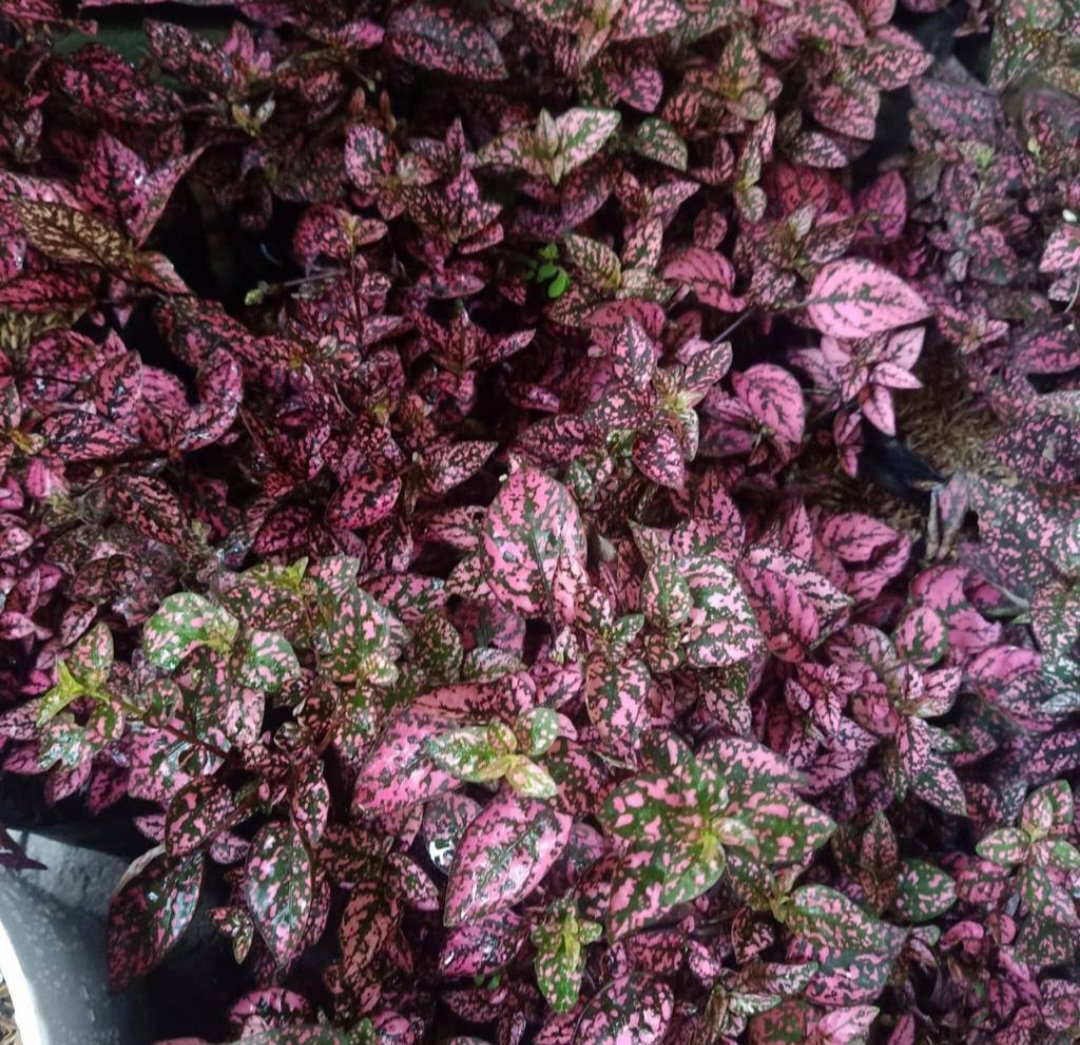 Red with green Polka Dot Plant Flower Rare Plant Flower - Home Garden Plant EBER