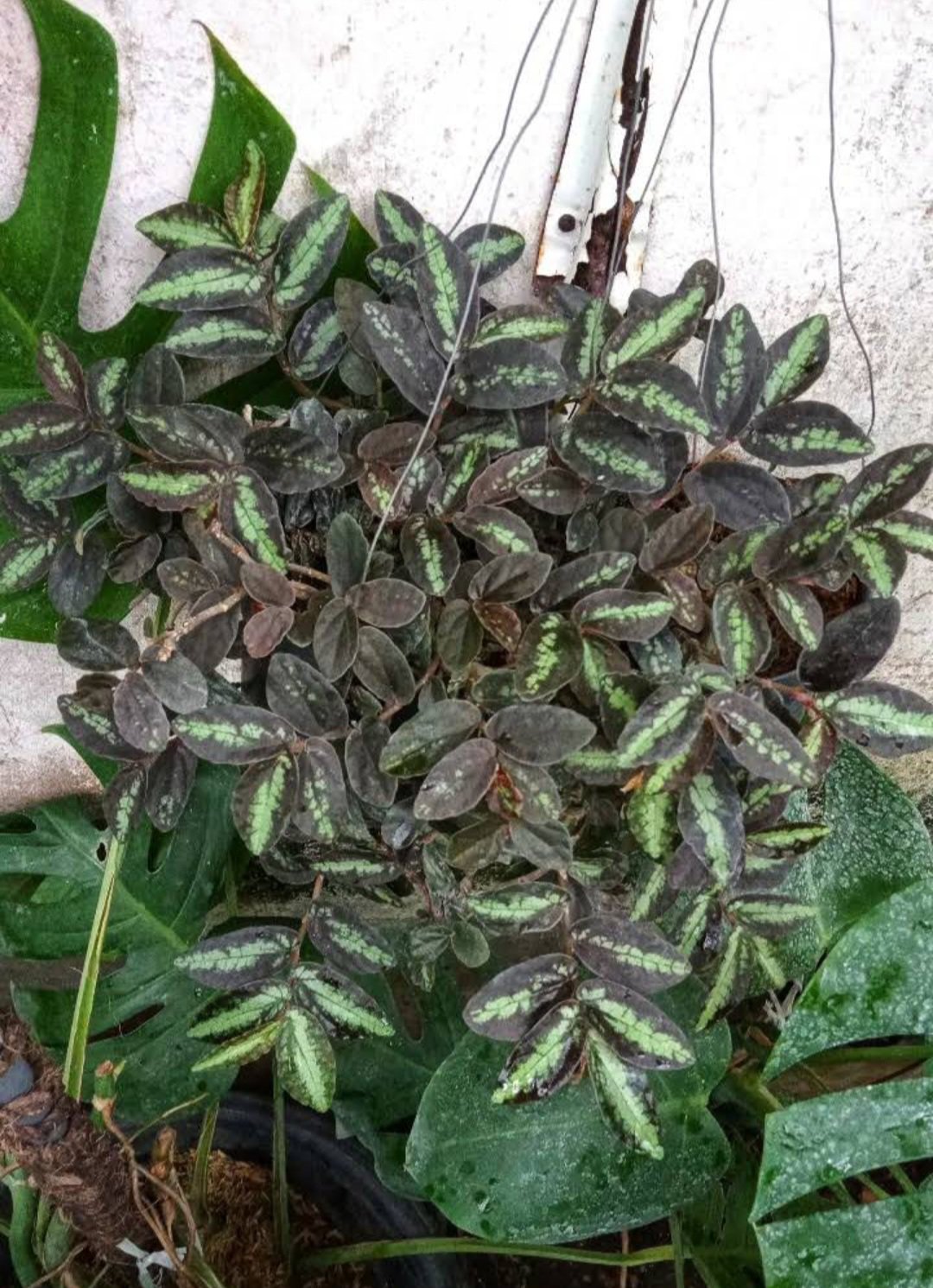 Polynesian Ivy Vine Pellionia pulchra Plant Flower Rare Plant - Home Garden Plant EBER