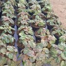 Peperomia Pink lady Plant Flower Rare Plant - Home Garden Plant EBER