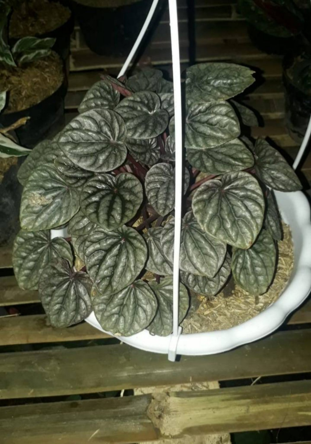 Peperomia Raspberry Ice Houseplant Plant Flower Rare Plant - Home Garden Plant EBER