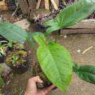 Syngonium Auritum Houseplant Plant Flower Rare Plant - Home Garden Plant EBER