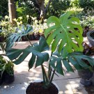 Large Monstera Deliciosa Tropical Houseplant Plant Flower Rare - Home Garden Plant EBER