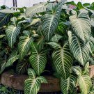 xanthosoma lindenii magnificum Houseplant Plant Flower Rare - Home Garden Plant EBER