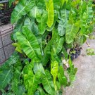 Philodendron Burle Marx Houseplant Plant Flower Rare - Home Garden Plant EBER